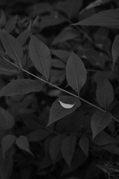 月が落ちてた。