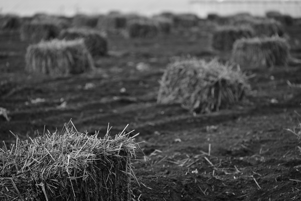 農家のマイクラ。