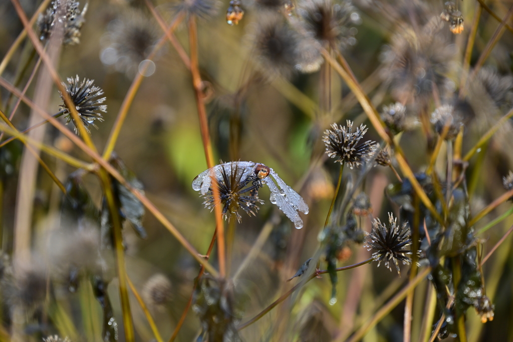 氷漬けのとんぼ。