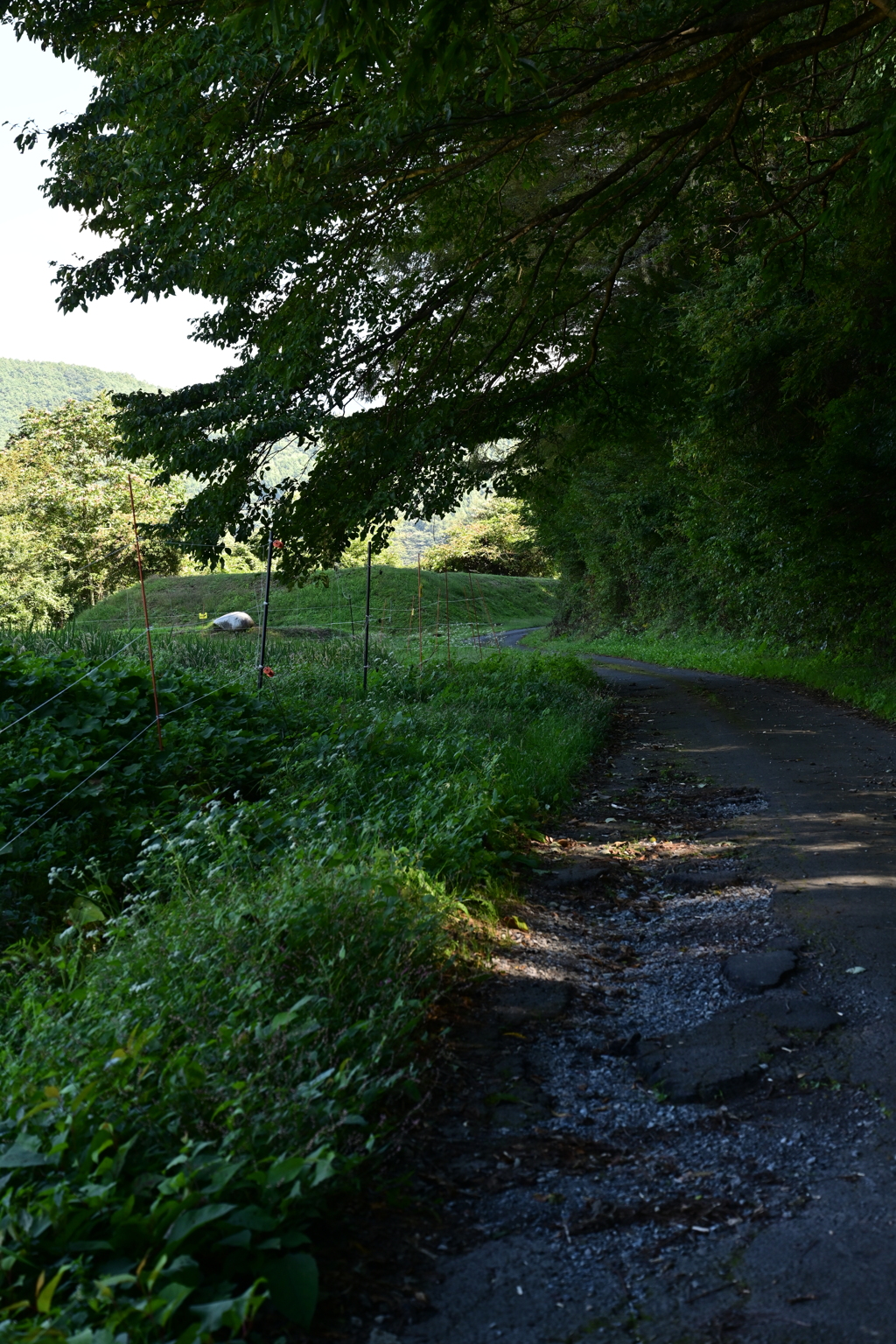 凸凹の田舎道。