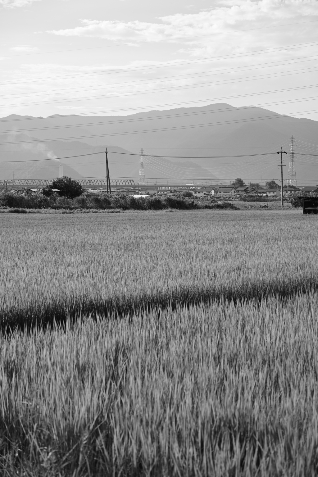 田舎の田んぼ3。