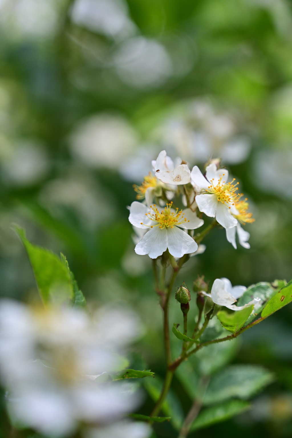 河川敷の野薔薇。