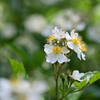 河川敷の野薔薇。
