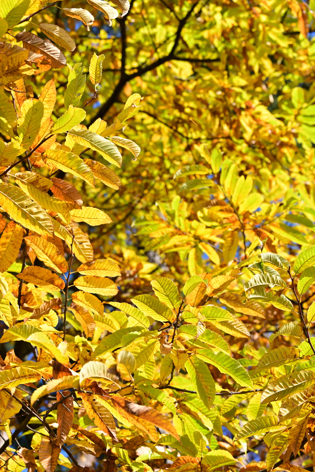 栗の木の紅葉。