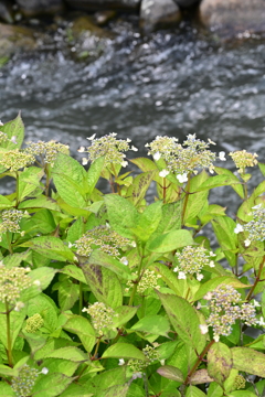紫陽花と小川。
