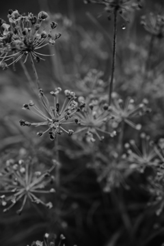 雨花火。