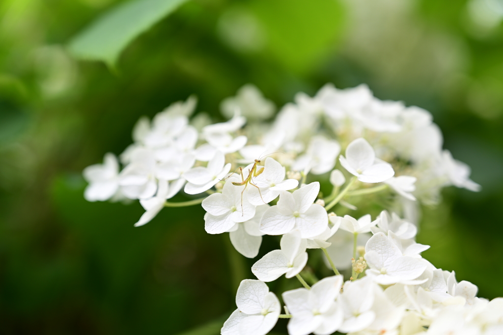 子カマキリと紫陽花。