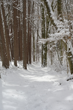 雪が降りまして。