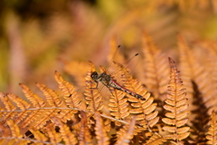 紅葉とアキアカネ。