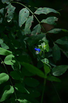 日陰の露草。