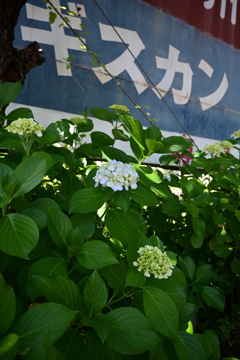 夏とあじさいとギスカン。
