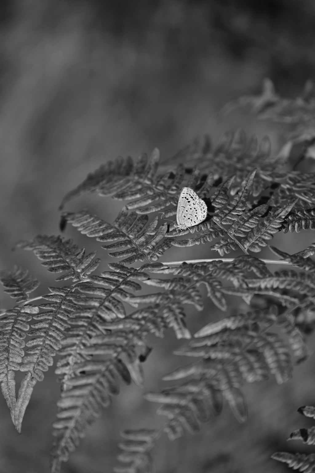 ウラナミシジミ・白黒。