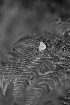 ウラナミシジミ・白黒。