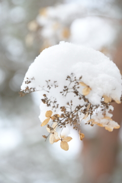雪が降りまして。