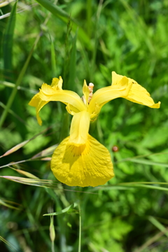 黄色い花。