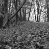 白黒の森。