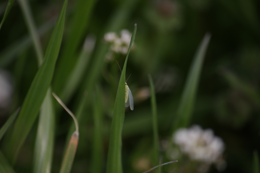 ちっちゃい虫。