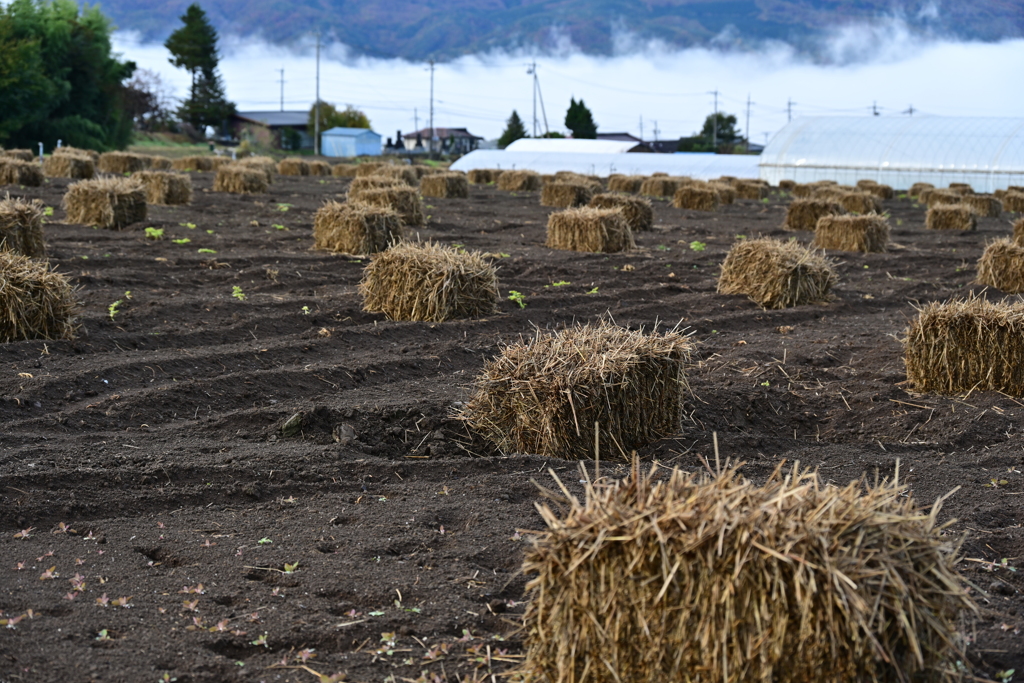 農家のマイクラ。