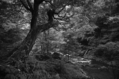 川辺の木、白黒。