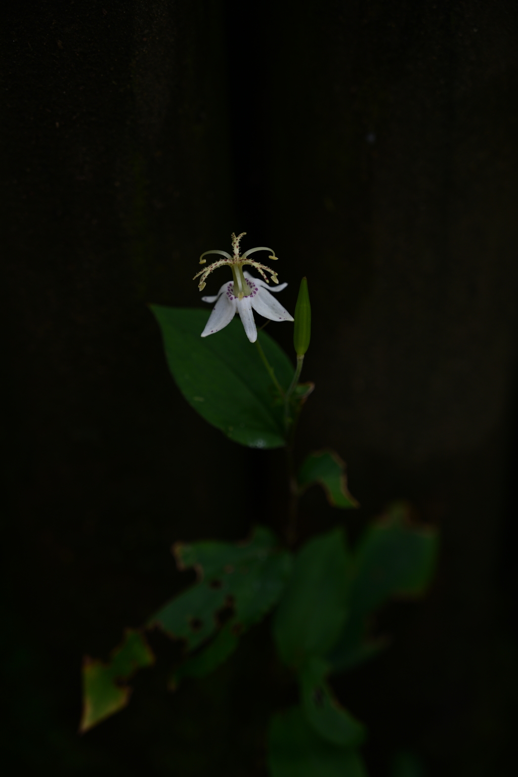 花。