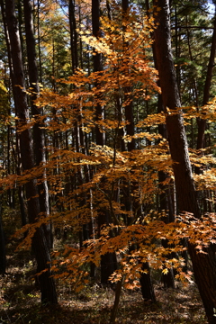 山紅葉。