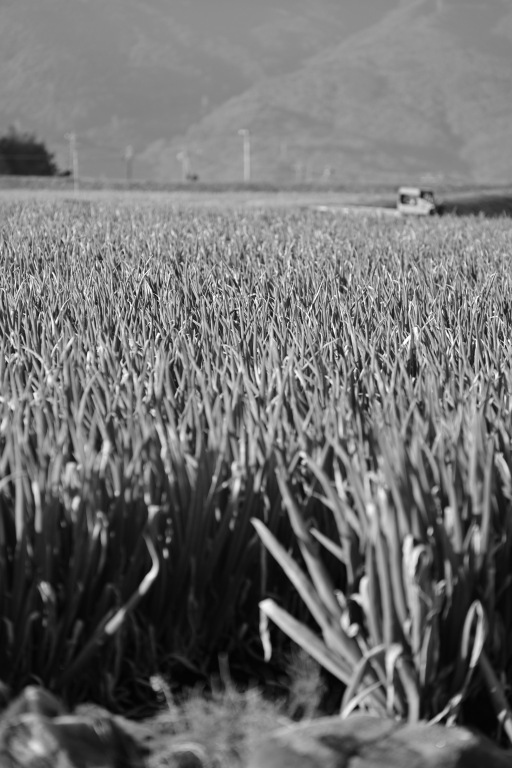 葱畑のある風景。