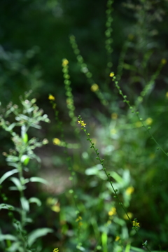 花。