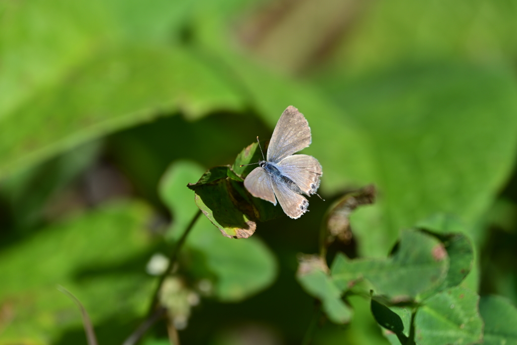 ウラナミシジミ。