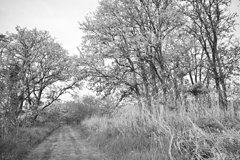 小麦畑の先に。