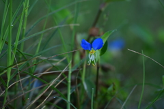 露草。