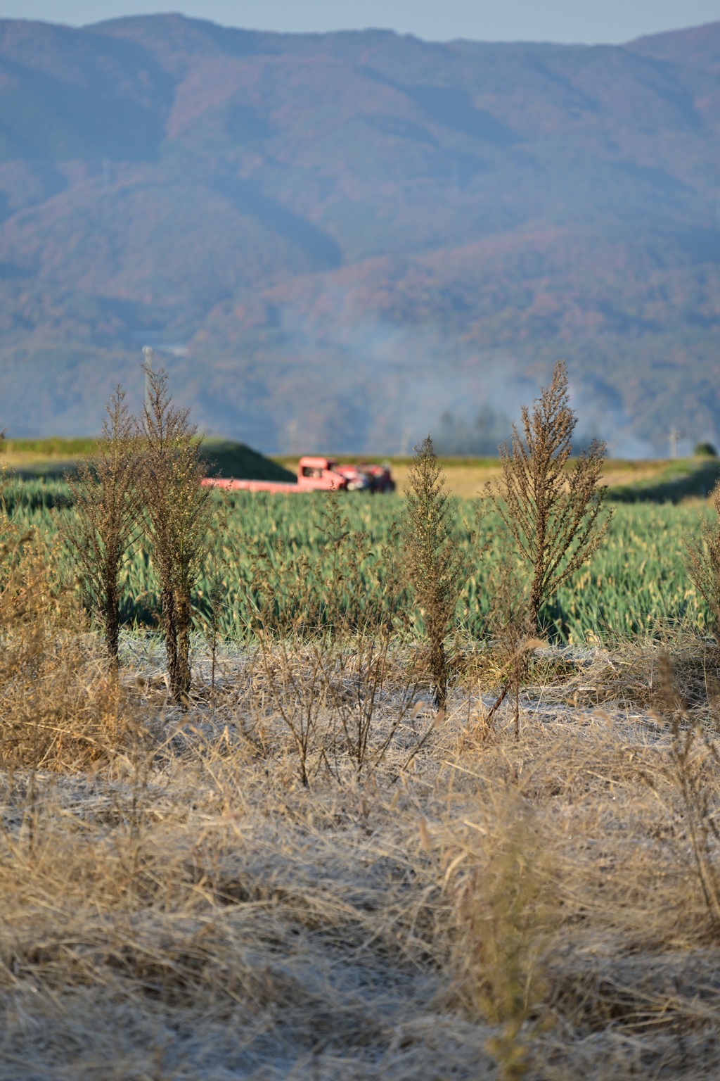 葱畑とトラック。