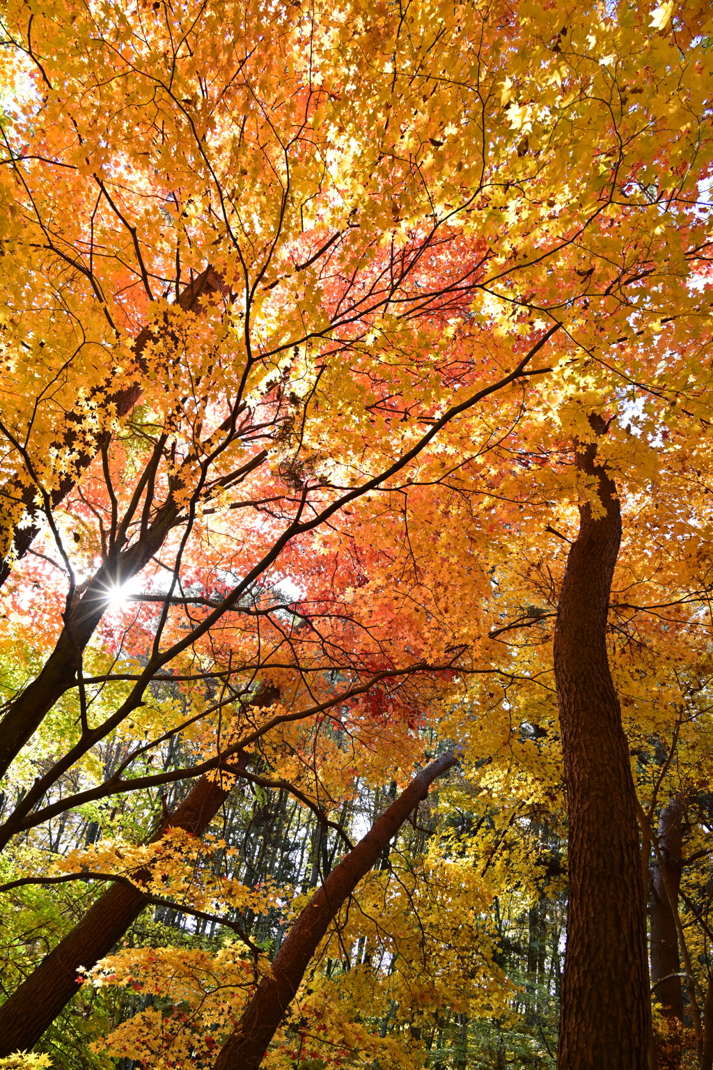 木漏れ日差す紅葉の林。