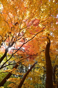 木漏れ日差す紅葉の林。