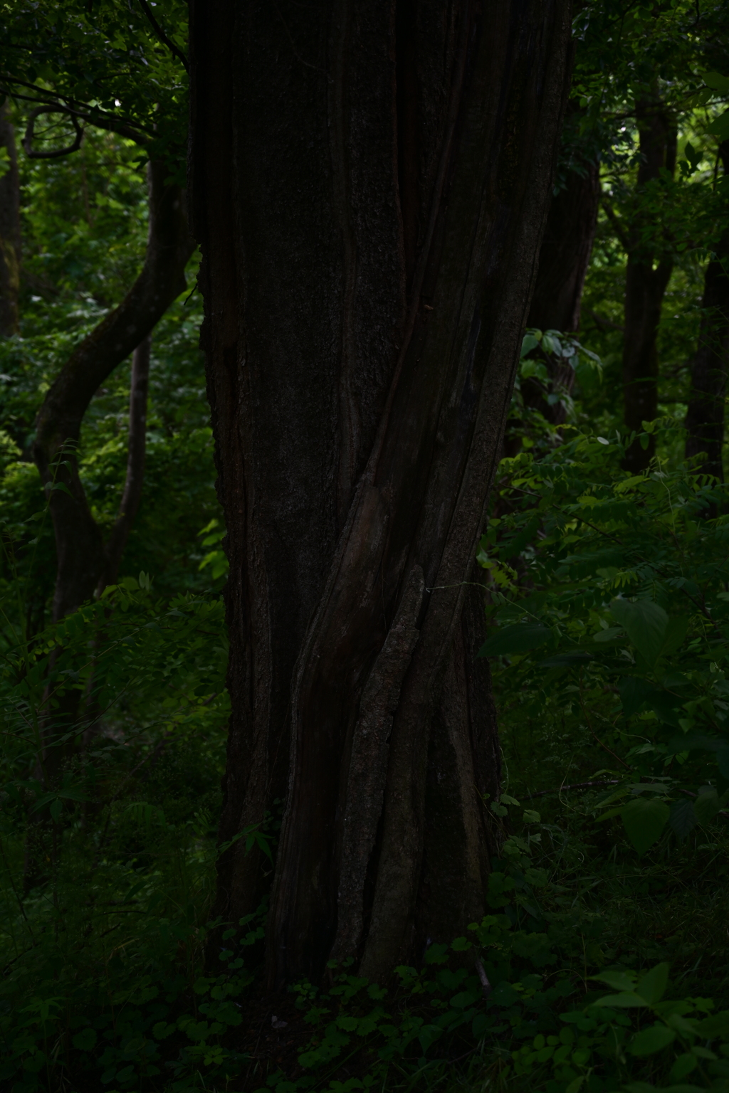 森の樹。