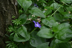 紫の花。
