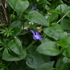 紫の花。