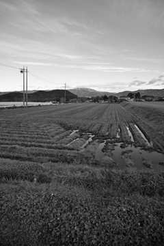 田んぼの水溜り。