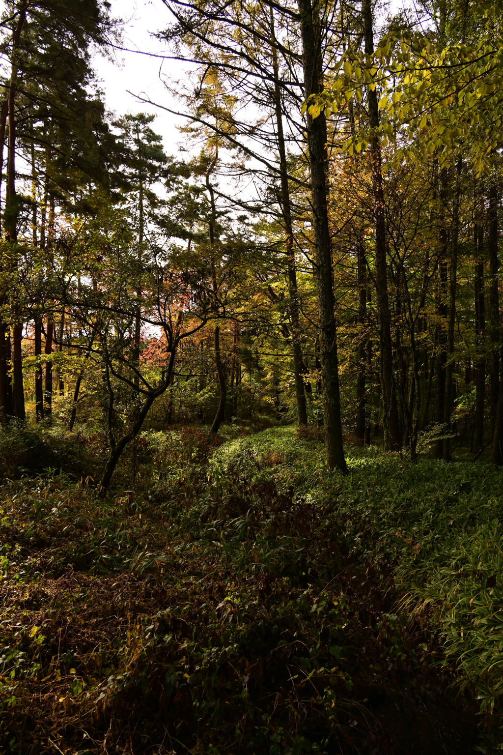 ある林の一コマ。