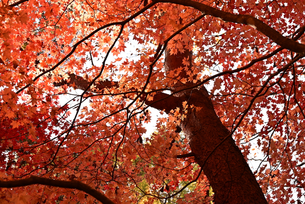 赤松ともみじ。