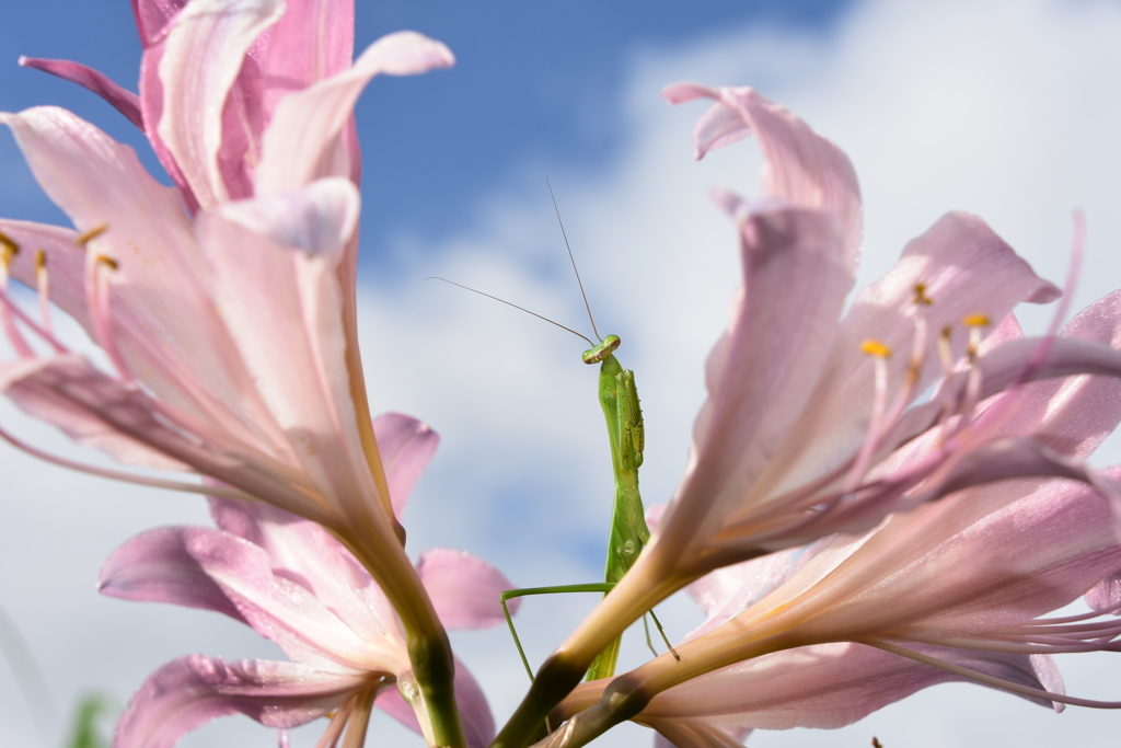 カマキリ。