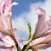 カマキリ。