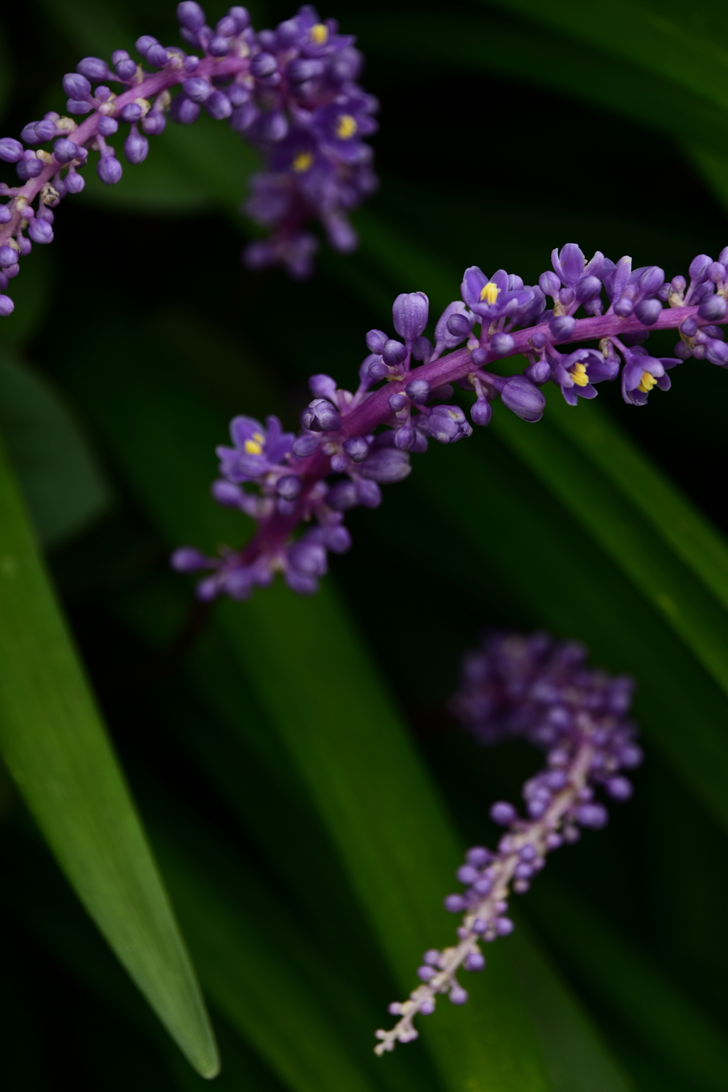 花の名(3)