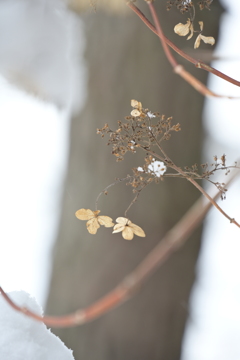 雪が降りまして。