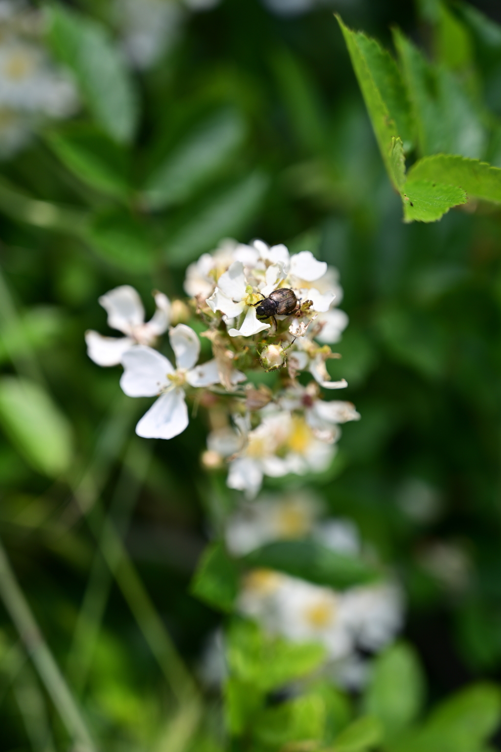 河川敷の野薔薇と虫。