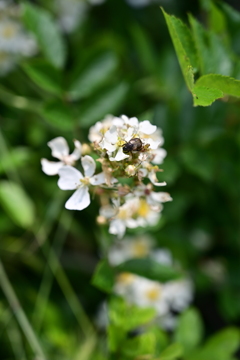 河川敷の野薔薇と虫。