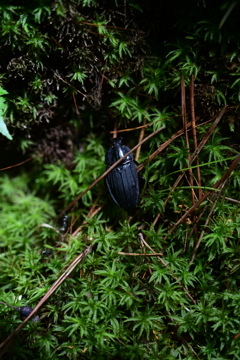 何かしらの虫。