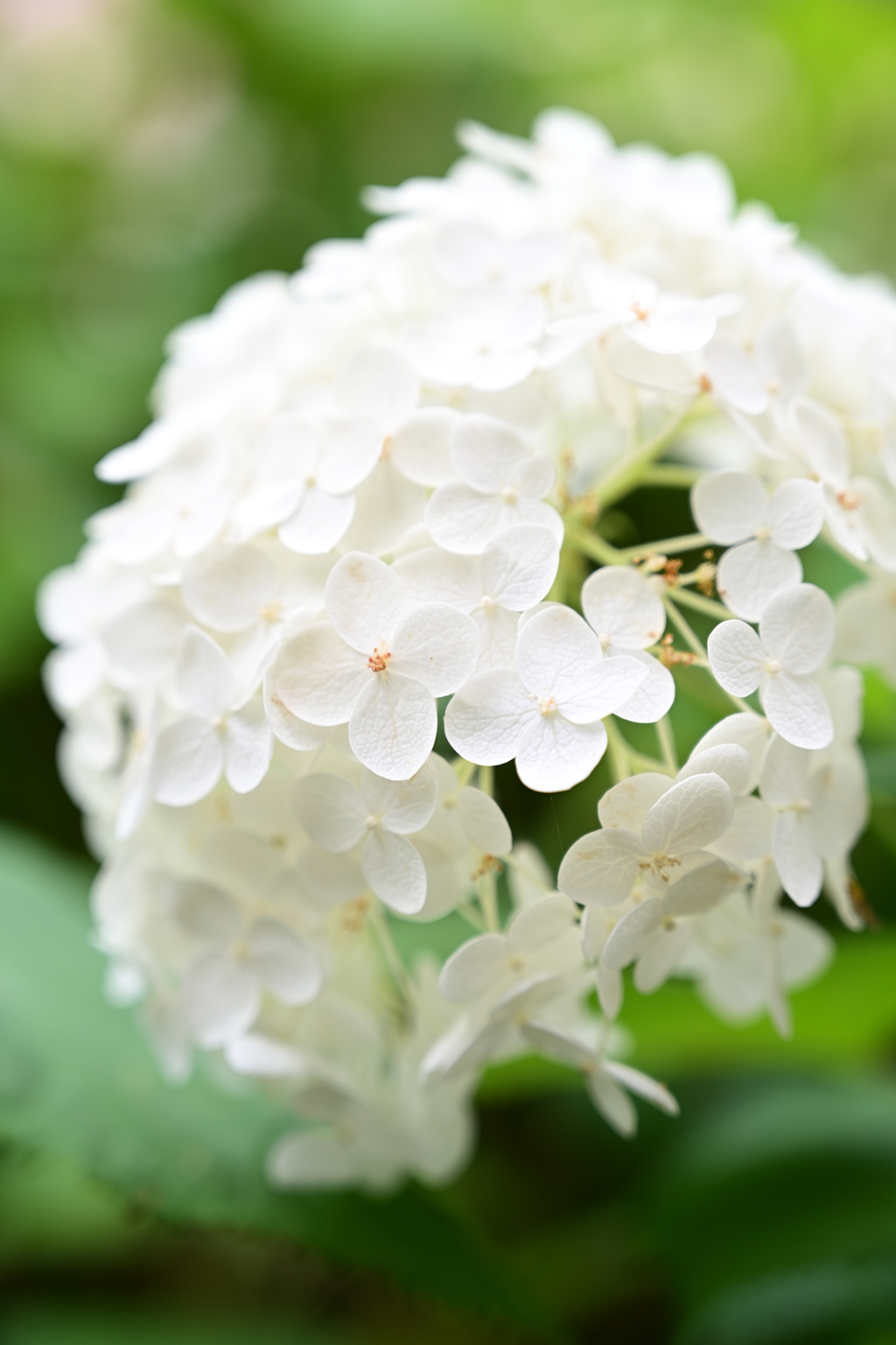 ほんわり紫陽花。