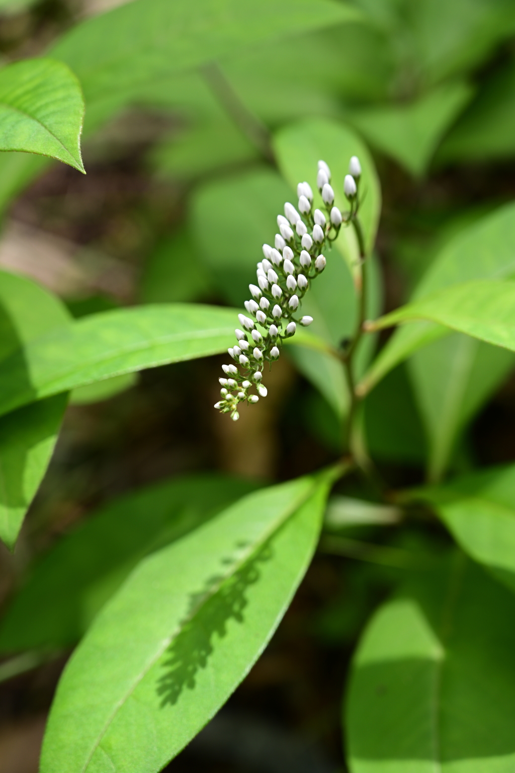 何がしかの花。つぼみ。