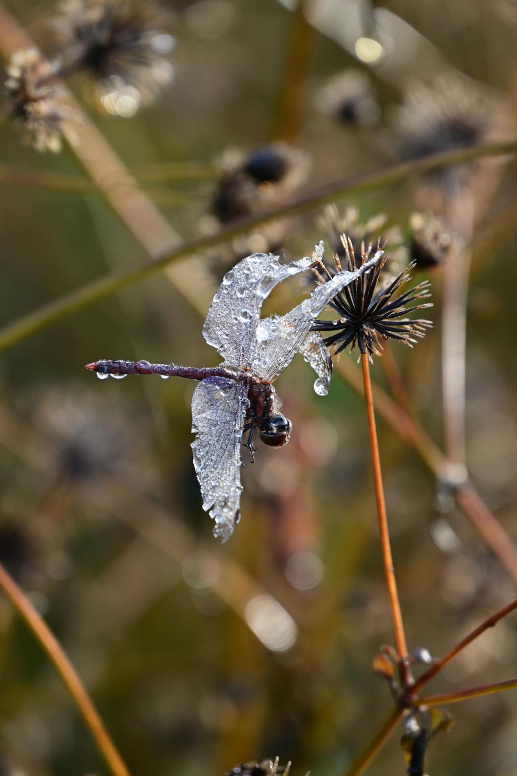 氷漬けのとんぼ。