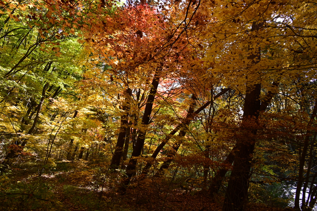 紅葉の林。